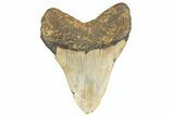 Fossil Megalodon Tooth - North Carolina #248453-2